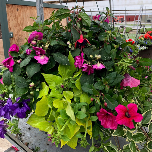 Hanging Baskets