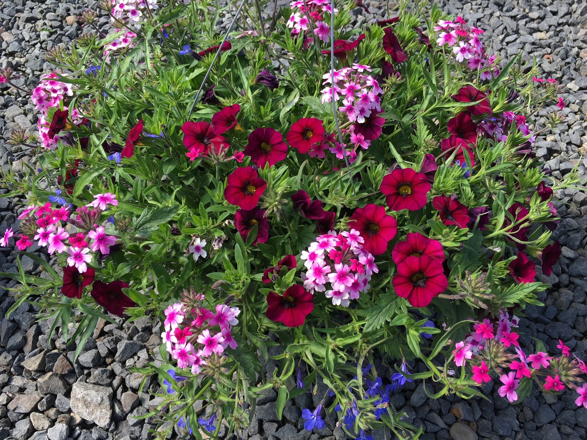 10" Hanging Basket Voucher